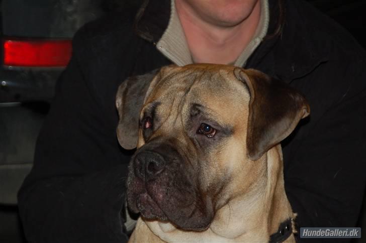 Bullmastiff Charlie(Chandler Bing ) billede 17