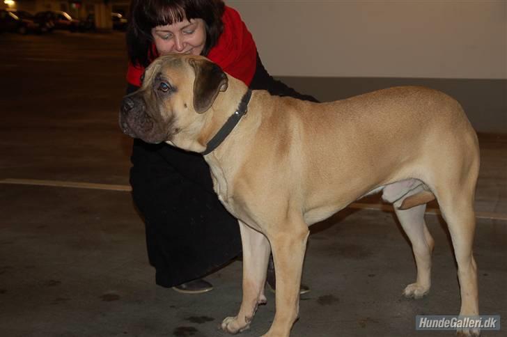 Bullmastiff Charlie(Chandler Bing ) billede 18