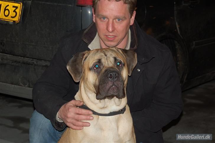 Bullmastiff Charlie(Chandler Bing ) billede 19