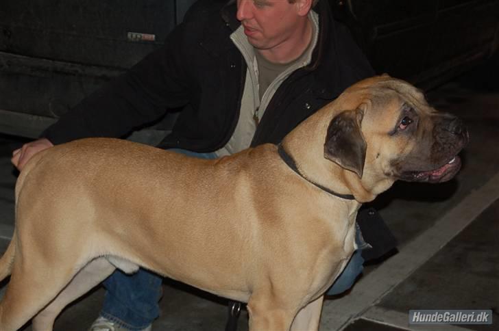 Bullmastiff Charlie(Chandler Bing ) billede 20