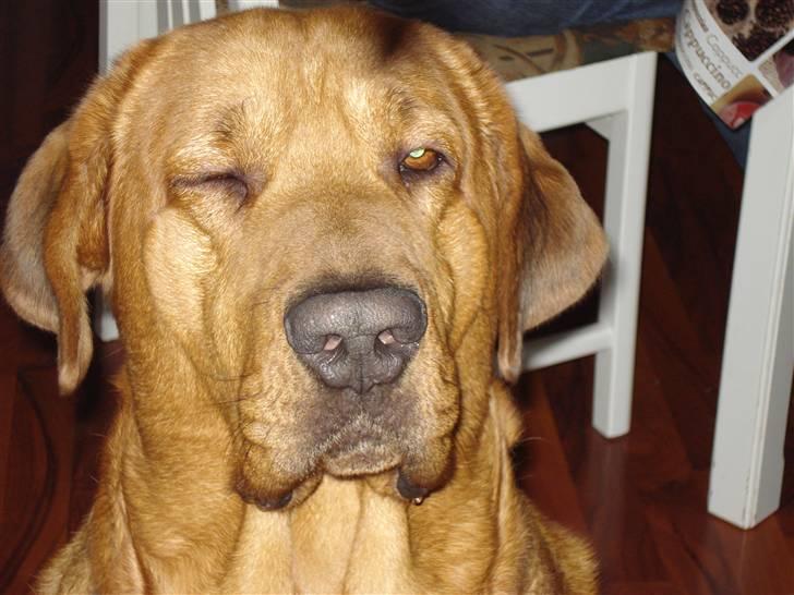 Broholmer fakse  billede 11