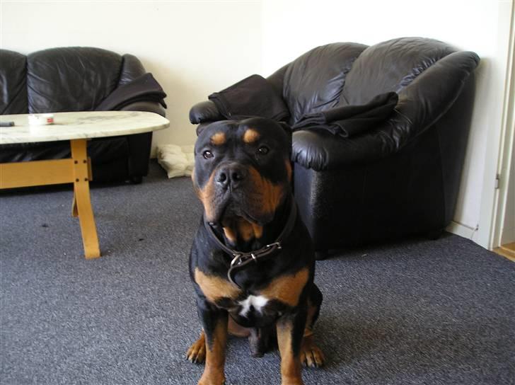 Blanding af racer Koma - Måske ligner jeg en rotte men er altså 3 farvet!! billede 1