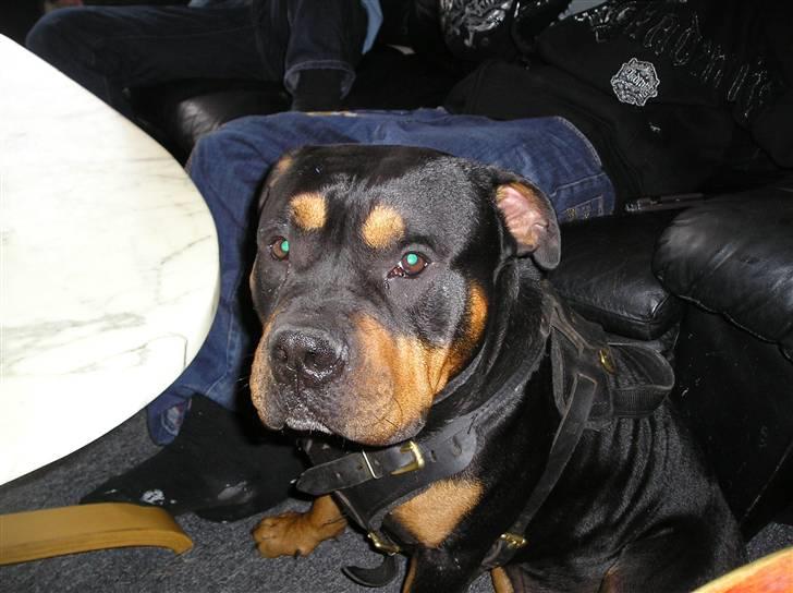 Blanding af racer Koma billede 2