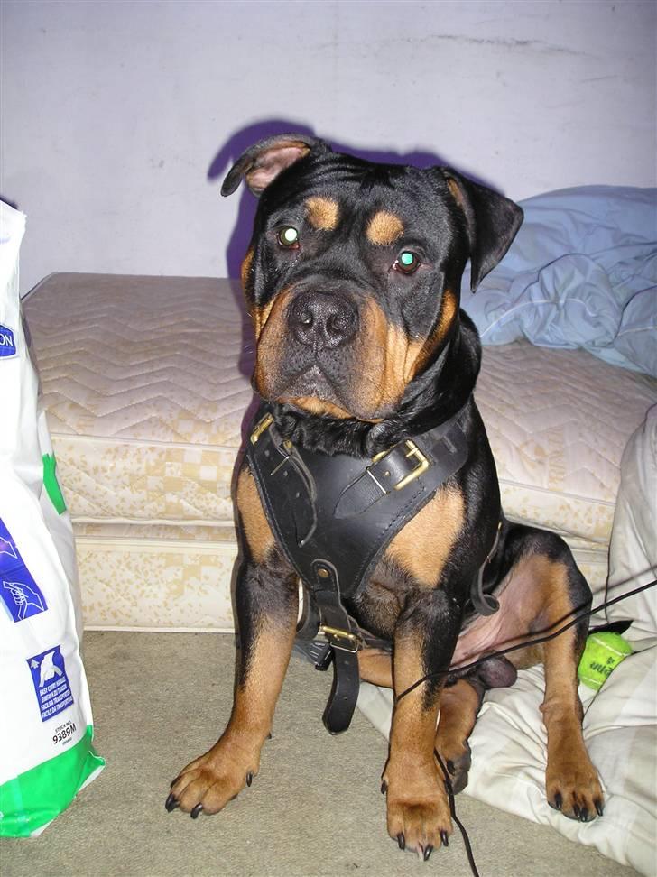 Blanding af racer Koma billede 3