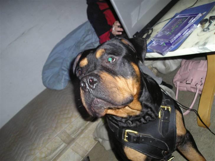 Blanding af racer Koma billede 4