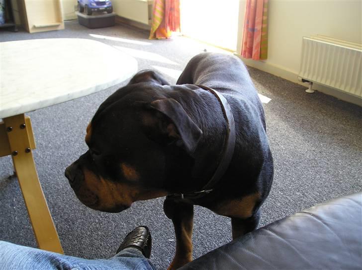 Blanding af racer Koma billede 5