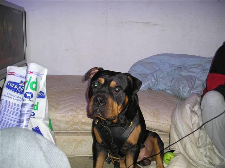 Blanding af racer Koma billede 6