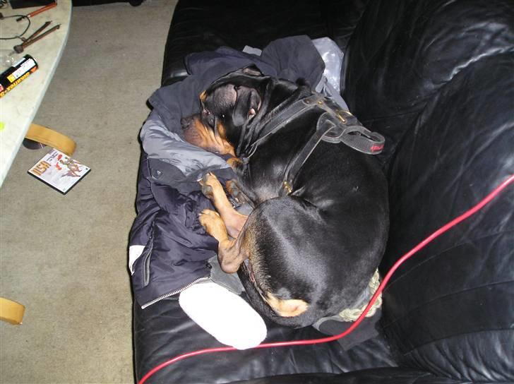 Blanding af racer Koma billede 7