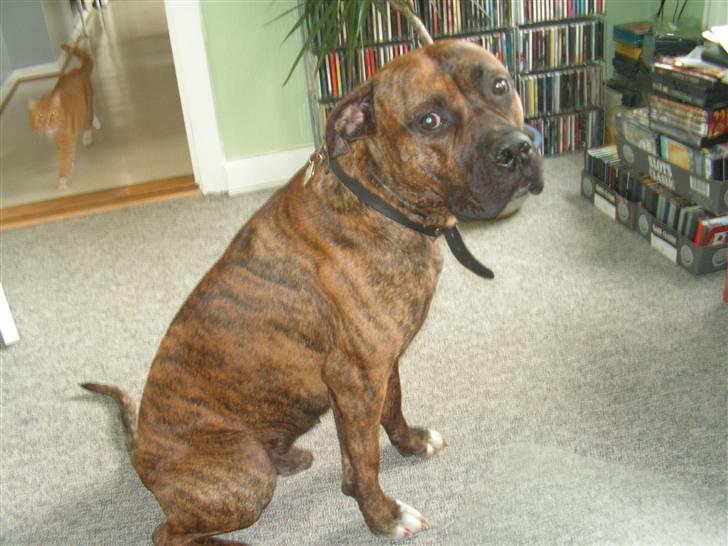 Blanding af racer Aslan billede 1