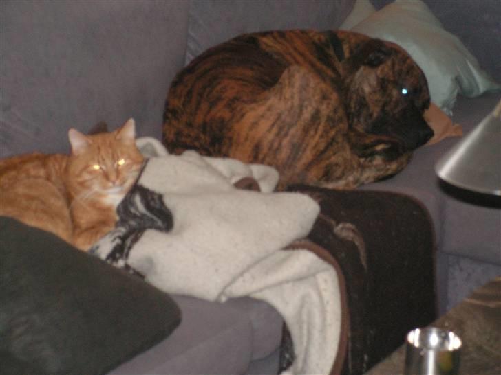 Blanding af racer Aslan - Sammen er de glade billede 2