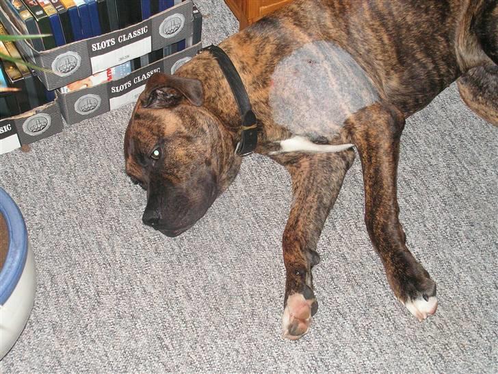 Blanding af racer Aslan billede 3