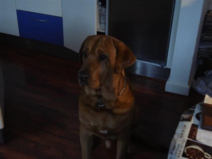 Broholmer fakse  billede 12