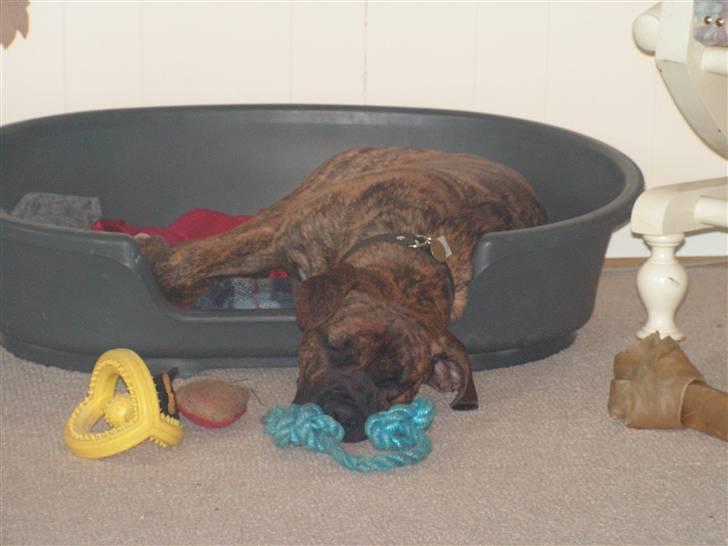 Blanding af racer Aslan billede 4