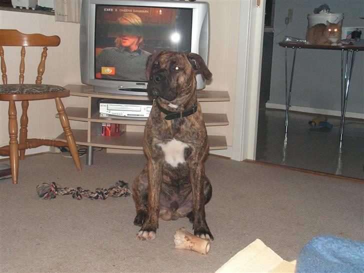 Blanding af racer Aslan - Se mig billede 5