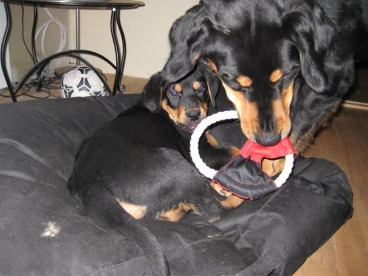 Blanding af racer Gonzo billede 14