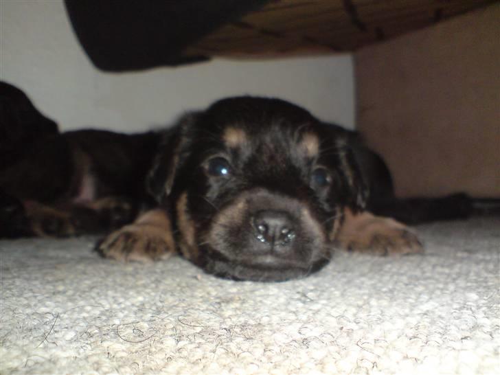 Blanding af racer Maggie - Er hun ikke dejlig? (4 uger og 1 dag) billede 7