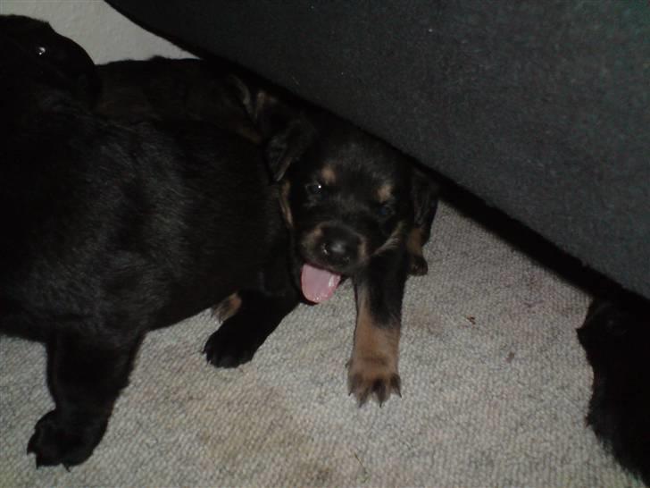 Blanding af racer Maggie - Maggie som lige er stået op (4 uger og 1 dag) billede 8