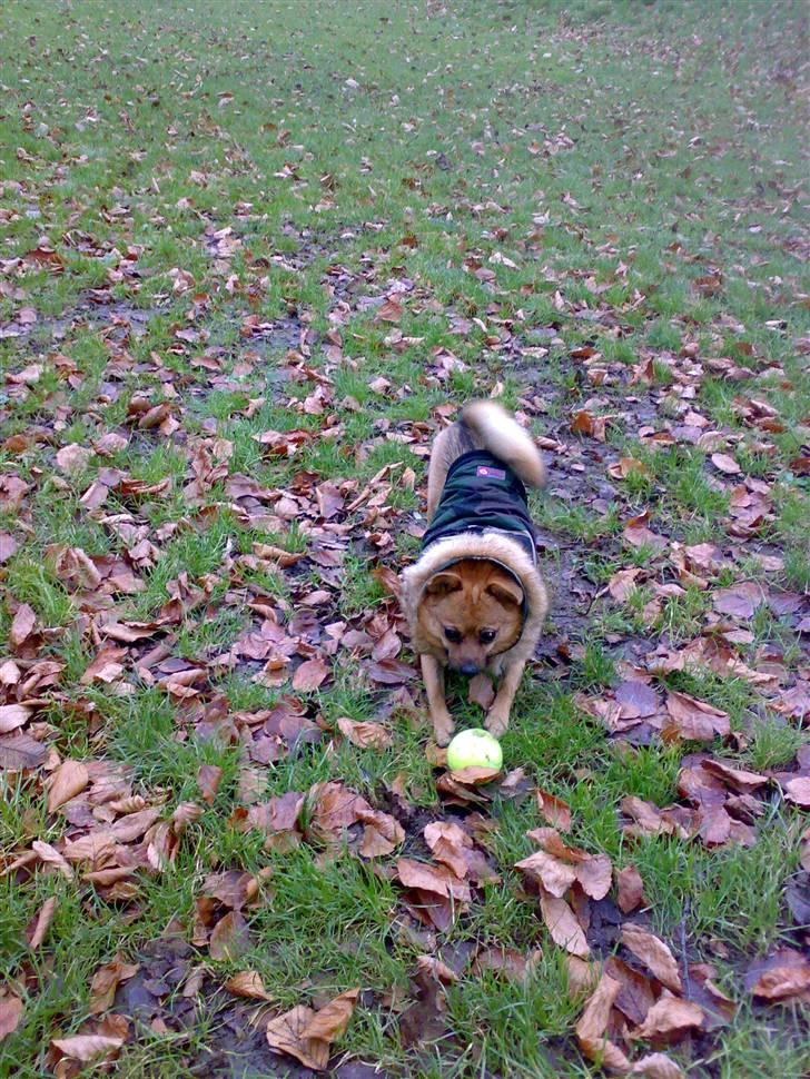 Blanding af racer bianca billede 12