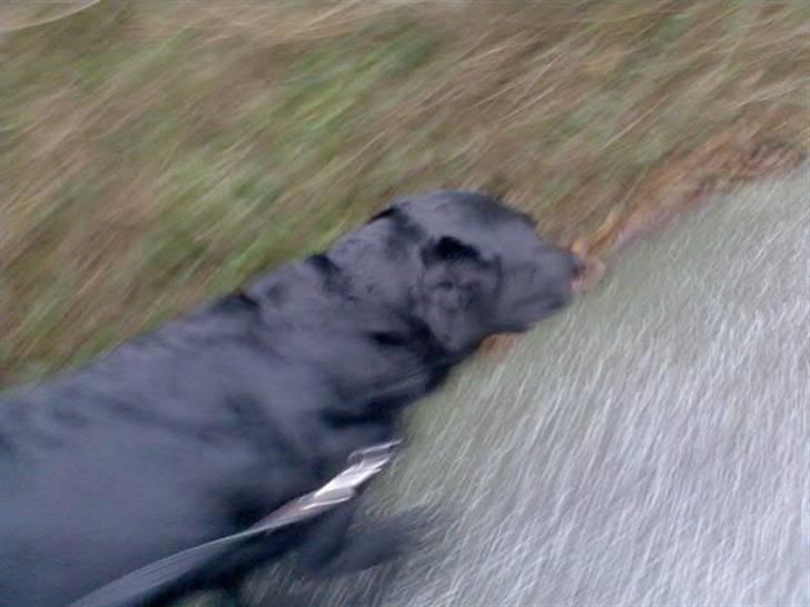 Labrador retriever Ronja billede 6