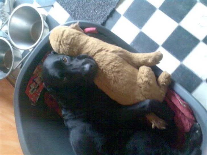 Labrador retriever Ronja billede 7