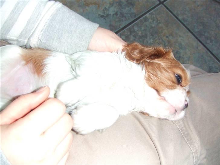 Cavalier king charles spaniel tuasiwa´s henry ford  - her ligger han og er lige ved at falde i søvn - så var der ikke mere batteri på. det er hårdt at have besøg!! billede 1