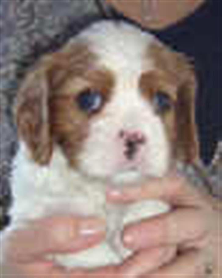 Cavalier king charles spaniel tuasiwa´s henry ford  - hvem kan stå for mig?? er jeg ikke den kønneste??  billede 2