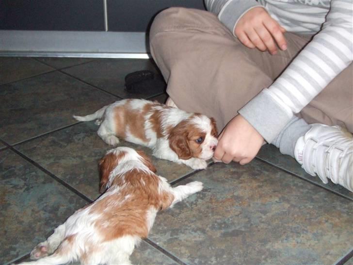 Cavalier king charles spaniel tuasiwa´s henry ford  - er ligger han og snuser til mn hånd- det hele skal jo udforskes... billede 3