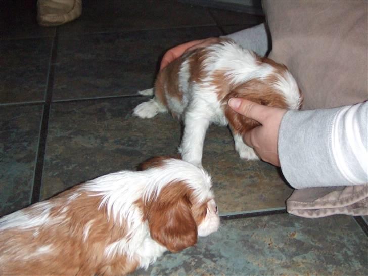 Cavalier king charles spaniel tuasiwa´s henry ford  - "vil du lige putte lidt med mig?" billede 4