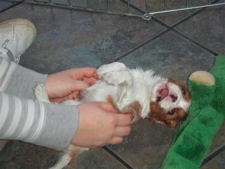 Cavalier king charles spaniel tuasiwa´s henry ford  - "det er sjovt at blive kildet på maven :-D" billede 5