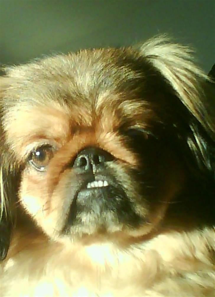Pekingeser freya - Her er der så et nærbilled a min lille skat billede 2