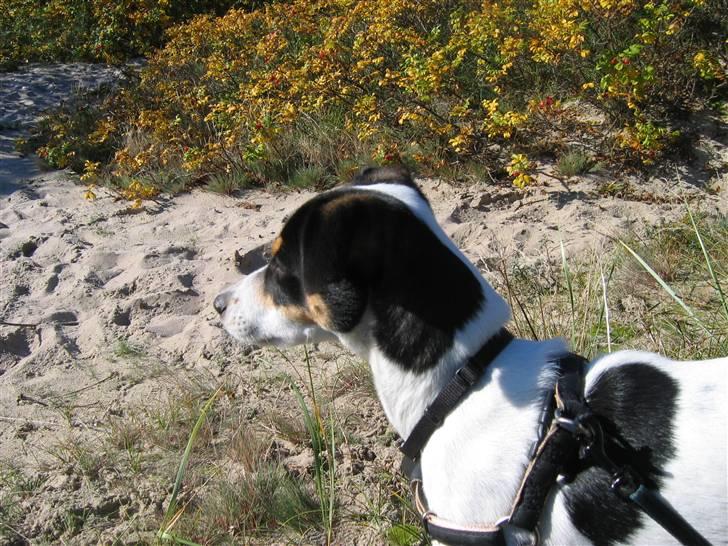 Dansk svensk gaardhund Jenni - nu er jeg da løvernes konge billede 9