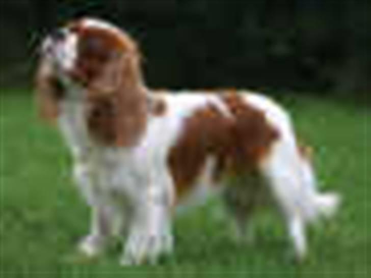 Cavalier king charles spaniel tuasiwa´s henry ford  - her er hans skønne moder billede 6