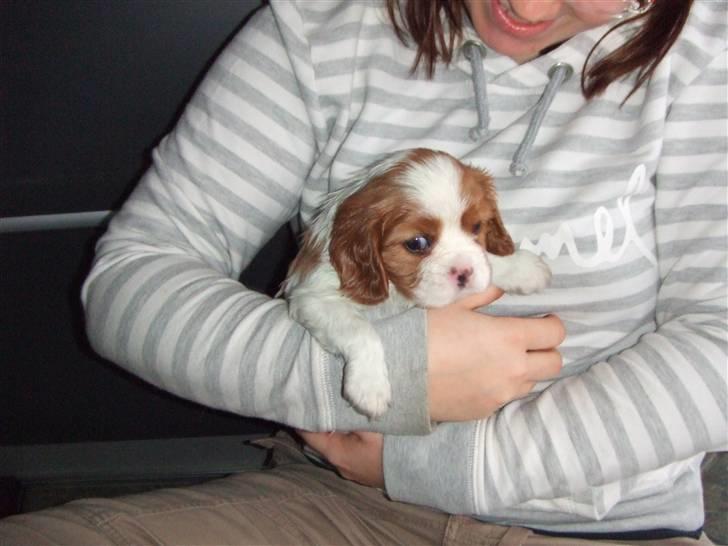 Cavalier king charles spaniel tuasiwa´s henry ford  billede 7