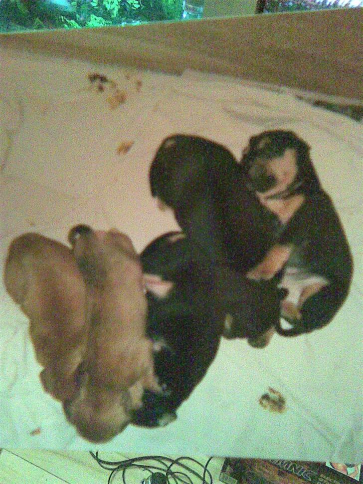 Blanding af racer Koma - Her er jeg sammen med mine søskende billede 8