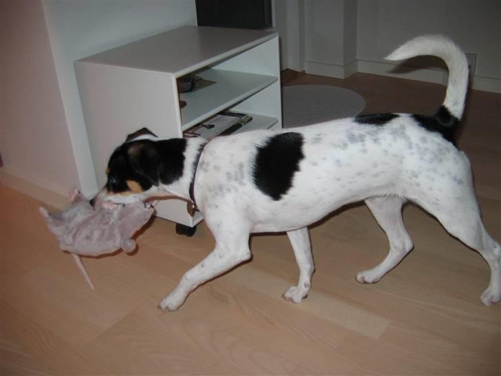 Dansk svensk gaardhund Jenni - endelig fangede jeg rotten  billede 10