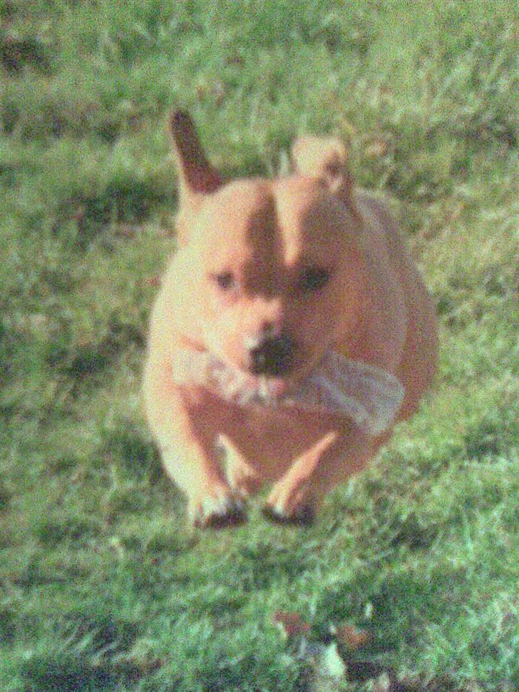 Blanding af racer Koma - Min søster Koda billede 9