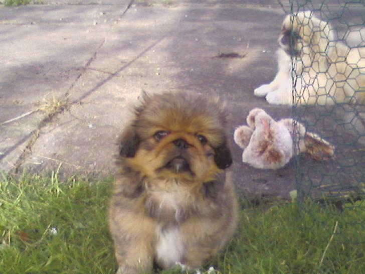 Pekingeser freya - freya dagen efter vi var kommt hjem med hende billede 4