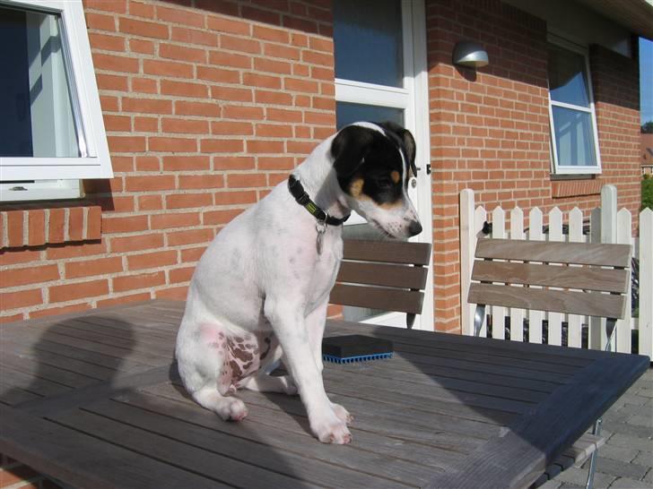 Dansk svensk gaardhund Jenni - se mig lige jeg er lige blevet redt billede 11