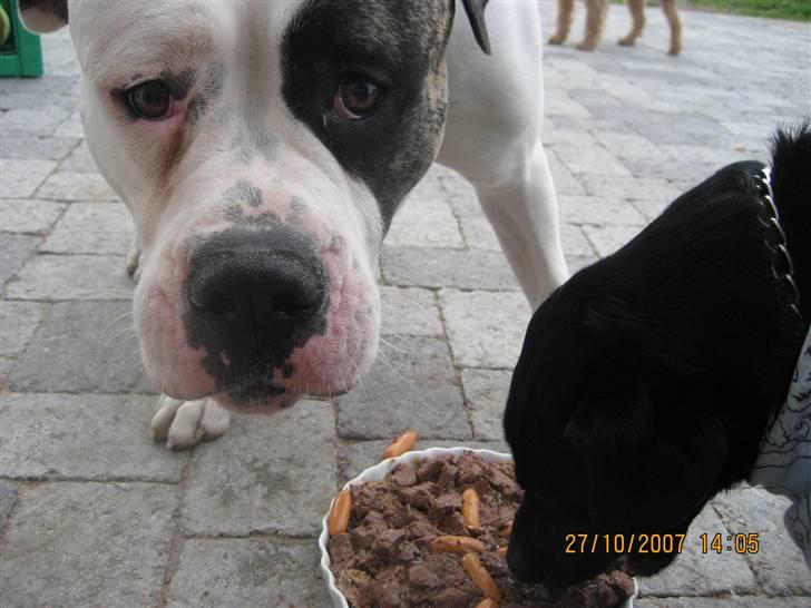 Amerikansk bulldog Cody - hej med jer alle der ude billede 1