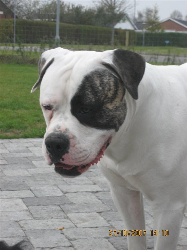 Amerikansk bulldog Cody billede 3