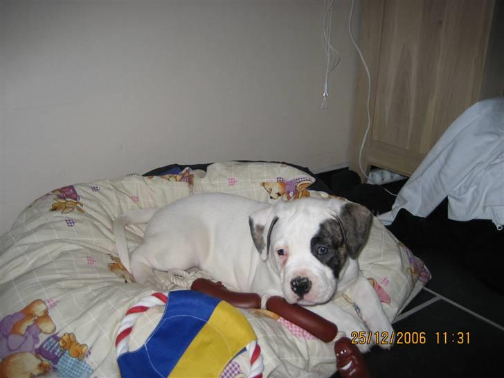 Amerikansk bulldog Cody - mig som hvalp billede 4