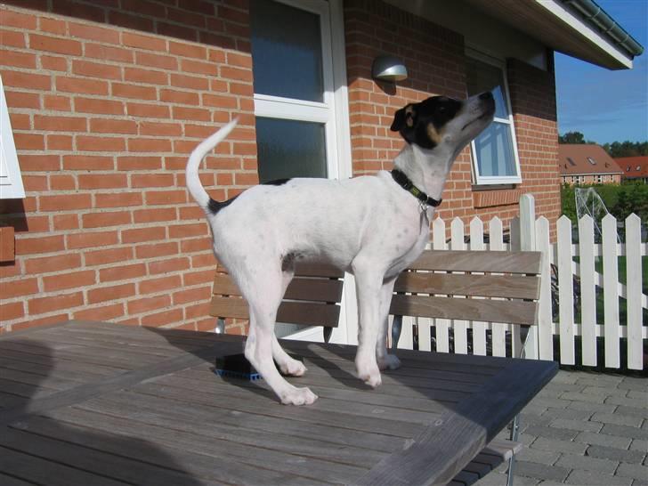 Dansk svensk gaardhund Jenni - er jeg bare majestætisk eller hvad billede 12