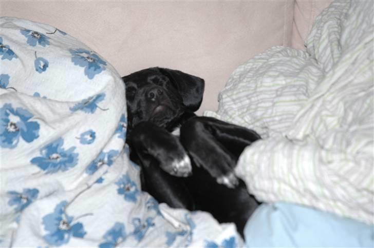 Blanding af racer BØLLE billede 1