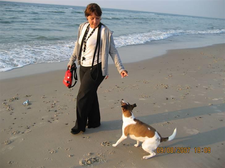 Dansk svensk gaardhund Bibi - Mor og jeg ved stranden billede 1