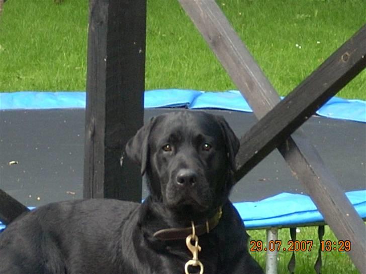 Labrador retriever Gilbert billede 11