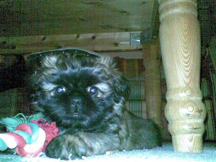 Shih tzu Targa - Ikke ret gammel.(: billede 1