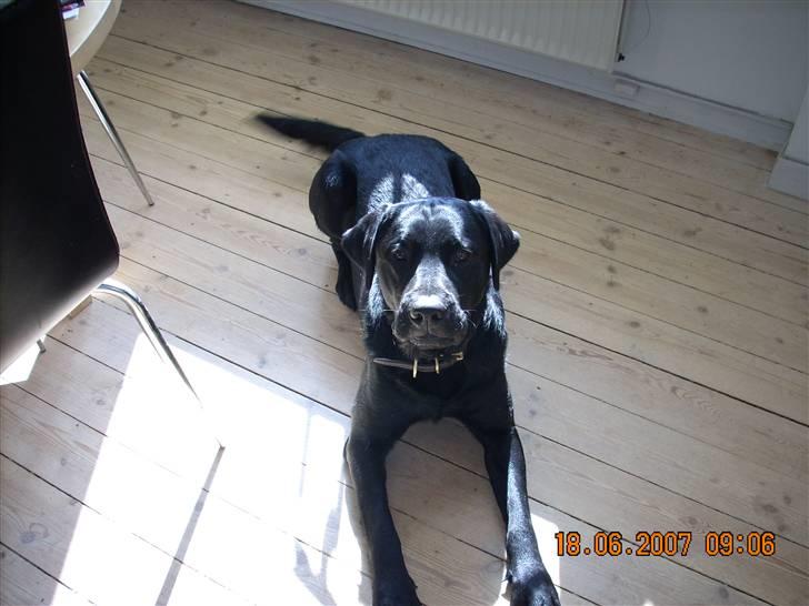 Labrador retriever Gilbert billede 12