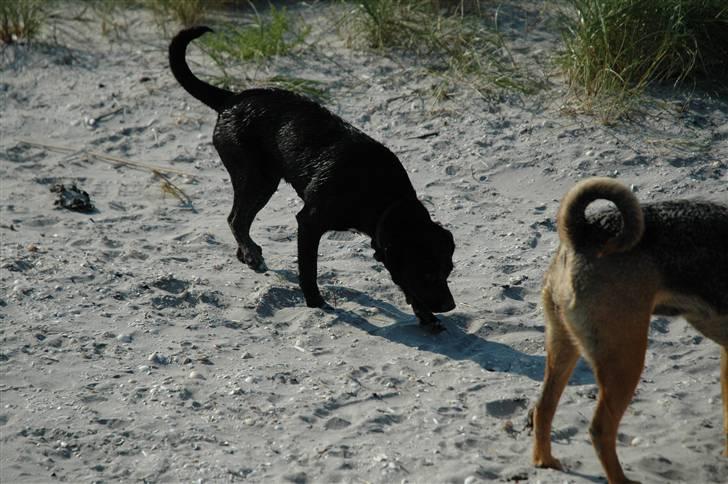 Blanding af racer BØLLE billede 2