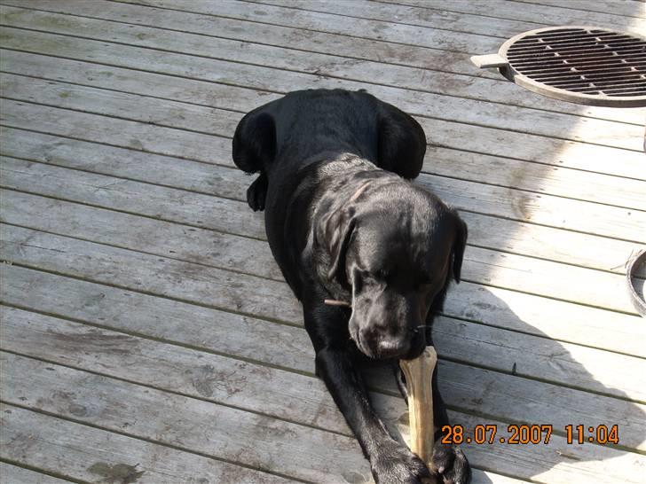 Labrador retriever Gilbert billede 13