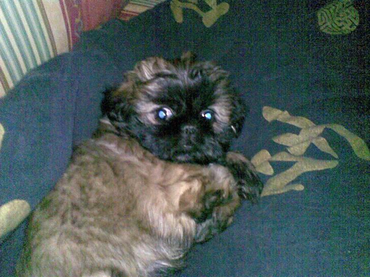 Shih tzu Targa - Ikke ret gammel.(: billede 2